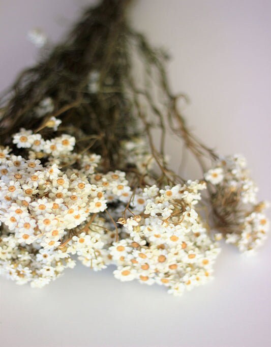 Dried Ixodia naturel blanc, white creamy bunch, chrysanthemum, flower white bunch, white immortelle 50g per bunch, rustic decoration