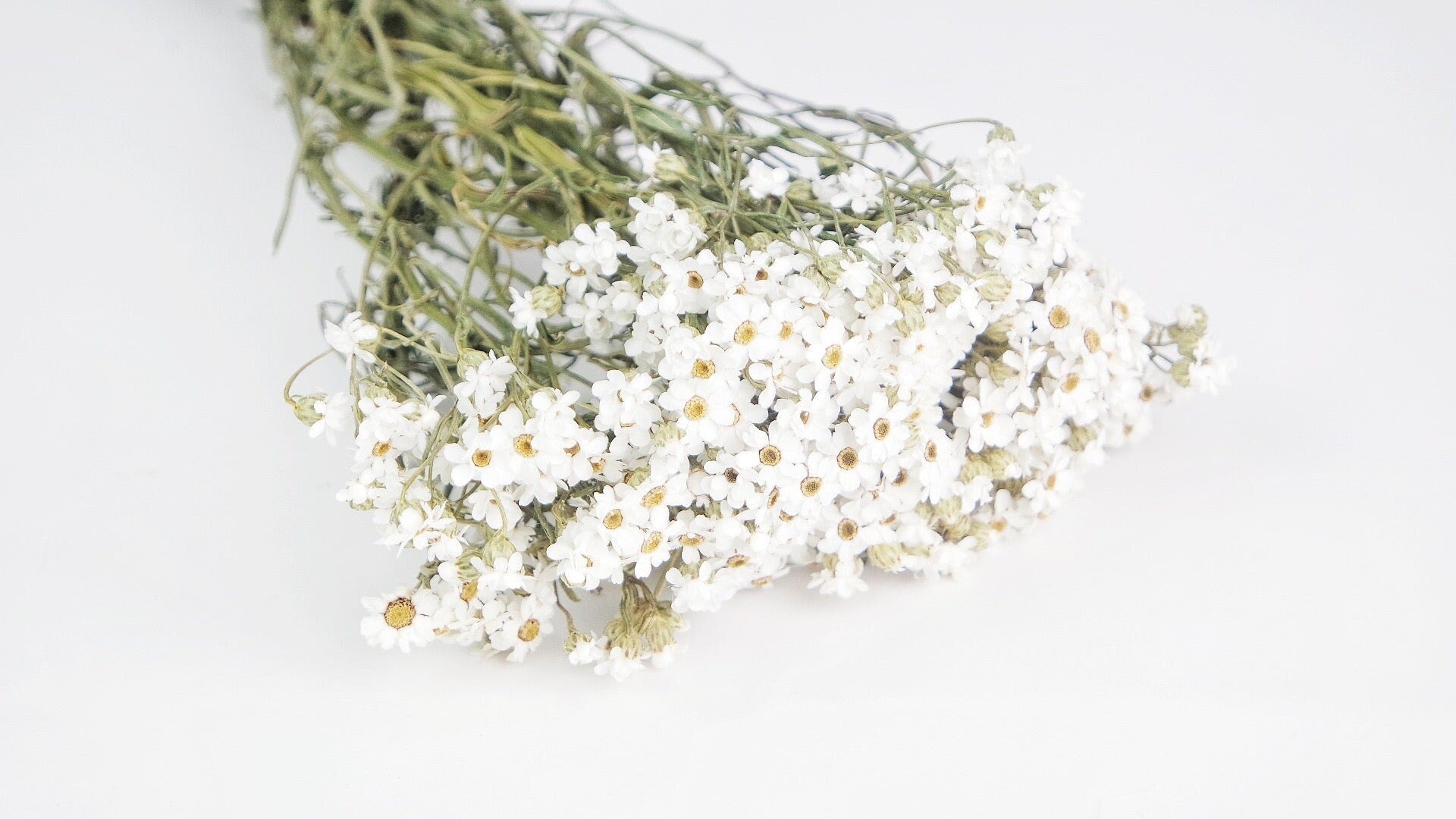 Dried Ixodia naturel blanc, white creamy bunch, chrysanthemum, flower white bunch, white immortelle 50g per bunch, rustic decoration