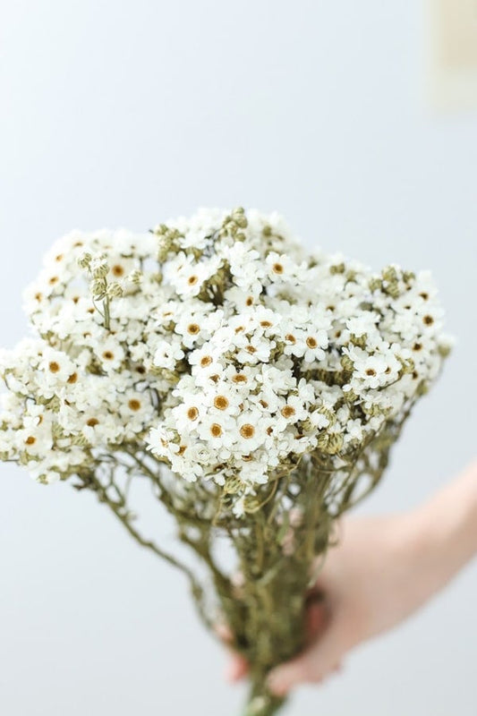 Dried Ixodia naturel blanc, white creamy bunch, chrysanthemum, flower white bunch, white immortelle 50g per bunch, rustic decoration