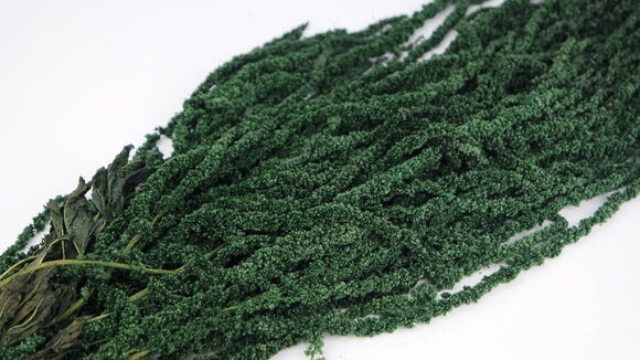 Forest green Preserved Hanging amaranthus/ 6 -7 stems/wall decor, ceiling decoration
