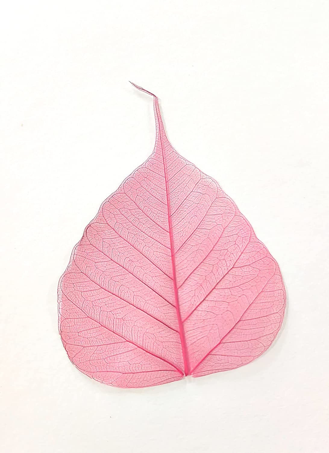 Pink Skeleton Bodhi leaf for Card Scrapbooking DIY Craft Embellishment