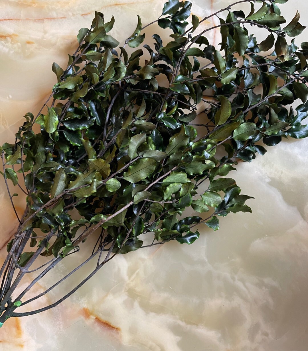 Preserved pittosporum green, hanging decoration, wall interior decoration 40-50cm 100-120g/bunch