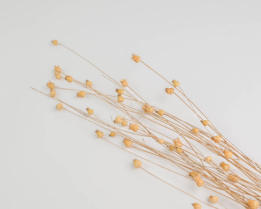 Dried centaurea pop 70cm, fleur séché, home decoration rustique