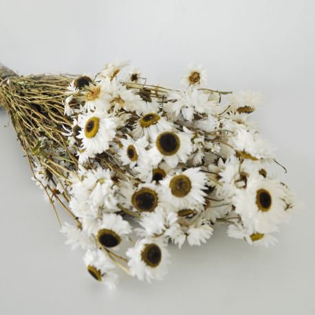 Dried Acroclinium naturel blanch, white creamy bunch, chrysanthemum, flower white bunch, immortelle 3oz bunch, rustic decoration