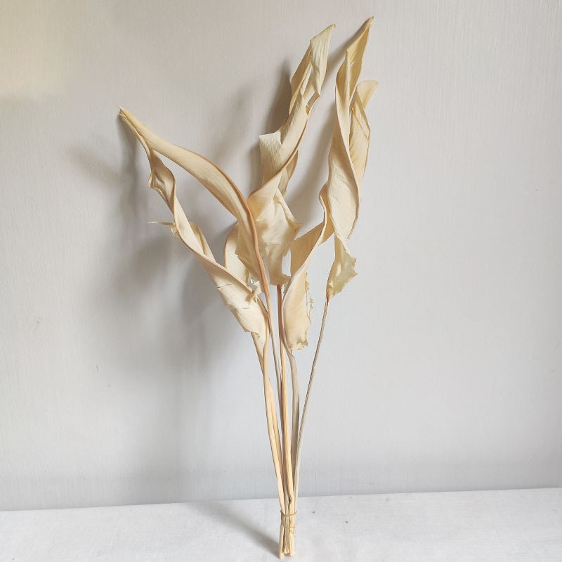 Dried/preserved Strelitzia/ paradis of bird dusty pink, decoration interior