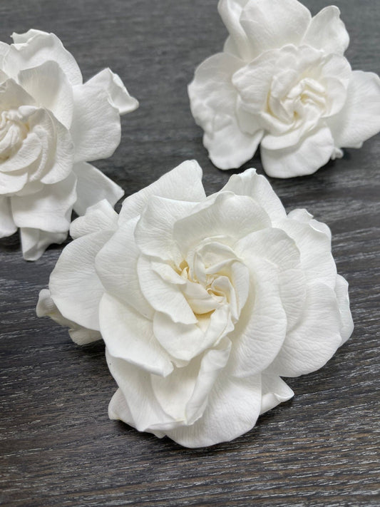 Preserved gardenia pack of 3 white pure real touch, preserved flower