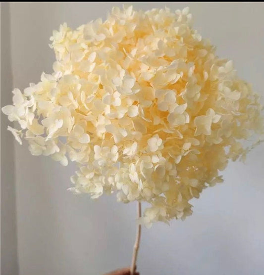 Preserved big size 20-23 CM diameter Hydrangea light yellow color, hortensia stabilise, DIY