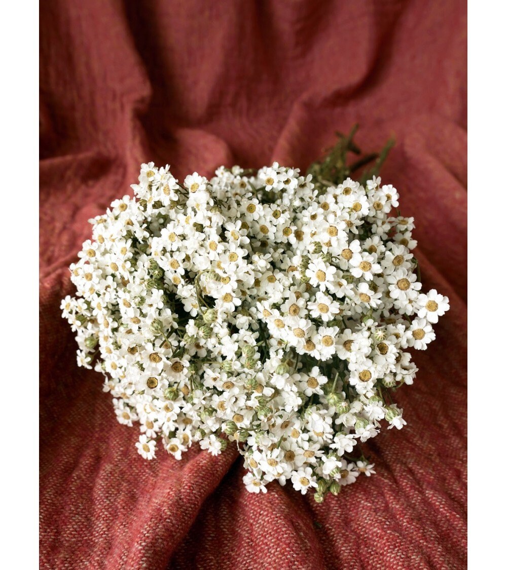 Dried Ixodia naturel blanc, white creamy bunch, chrysanthemum, flower white bunch, white immortelle 50g per bunch, rustic decoration