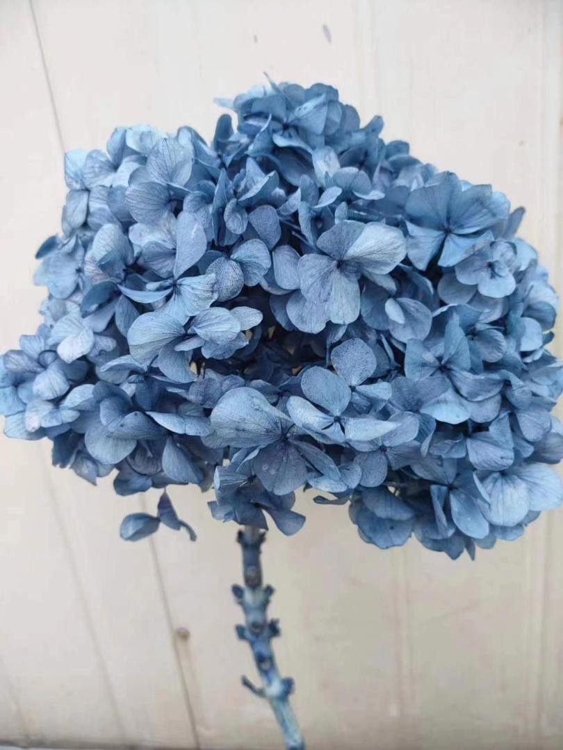 Big petal preserved hydrangea 3 blue gradient color, Resin/Jewelry DIY, home decoration