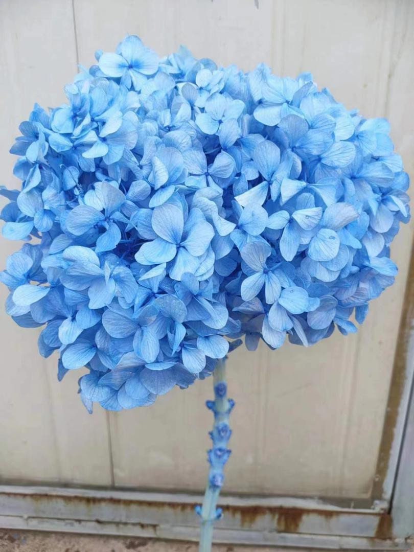 Big petal preserved hydrangea 3 blue gradient color, Resin/Jewelry DIY, home decoration