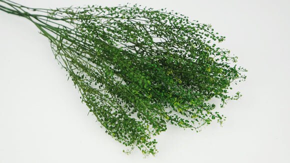 Preserved lepidum forest green, hanging decoration, wall interior decoration 50cm 100-120g/bunch
