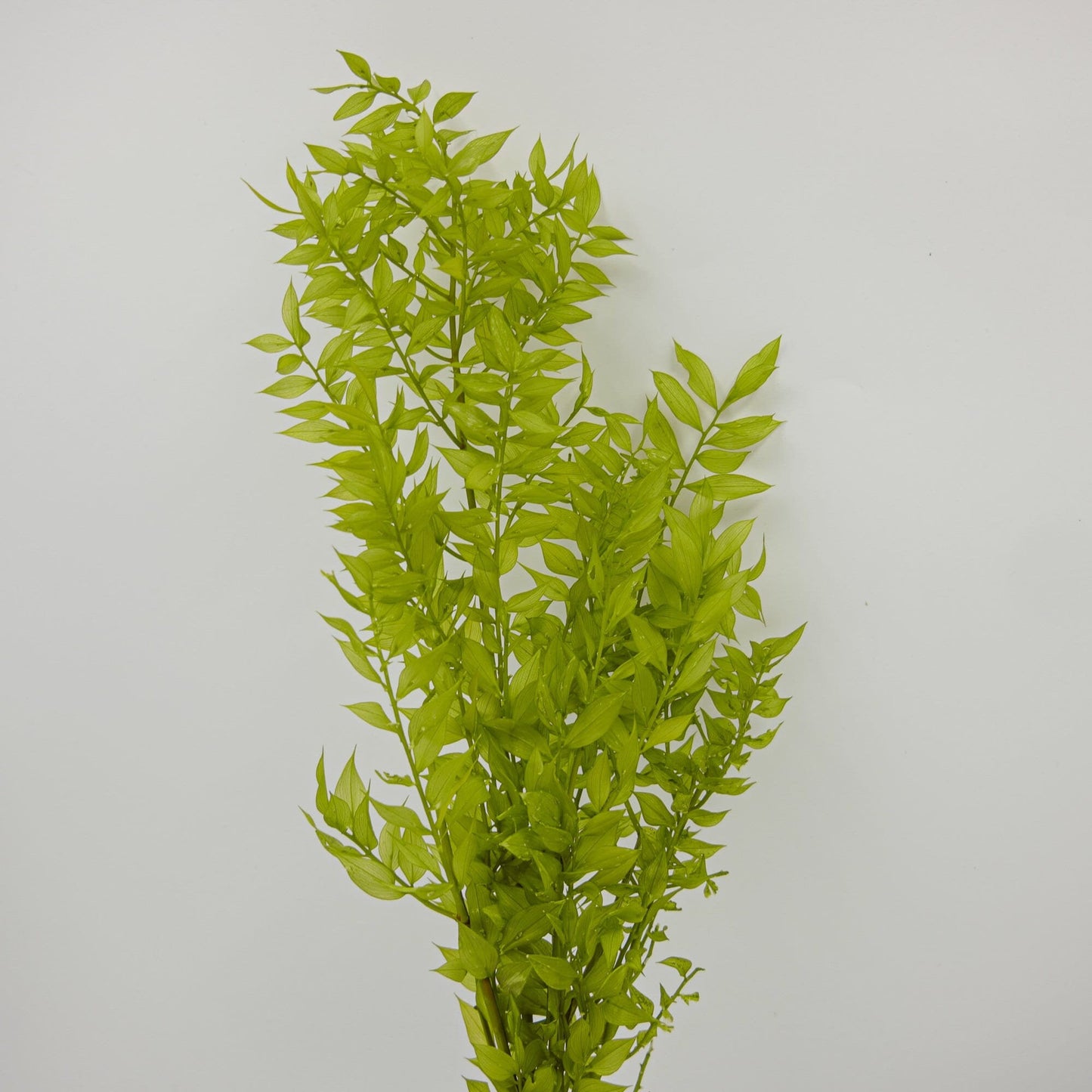 Preserved italien ruscus bordeaux lime green, ruscus stabilise, preserved leaf, preserved foliage