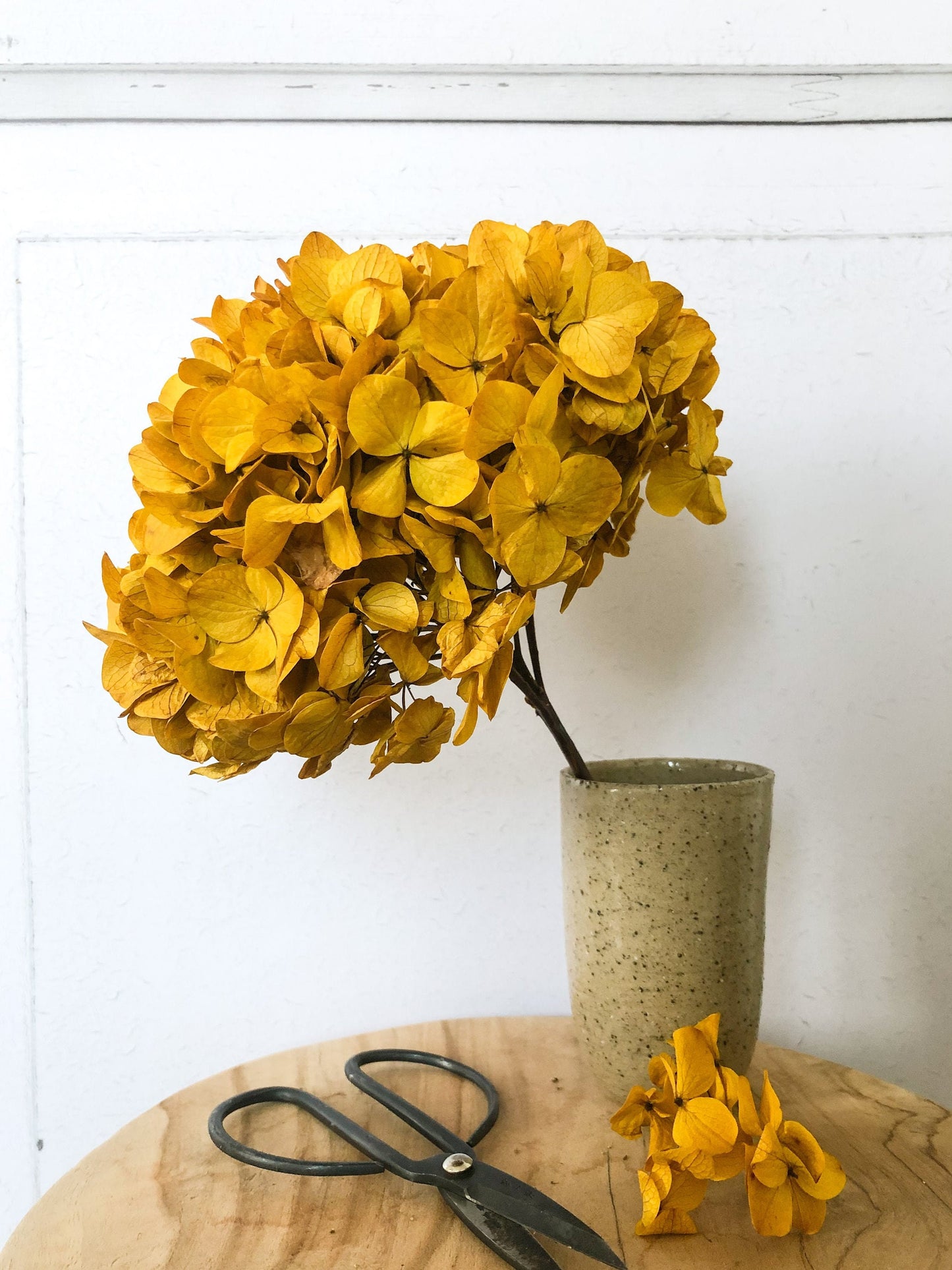 Big petal preserved hydrangea golden saffran, Diy resin, jewelery, home decoration