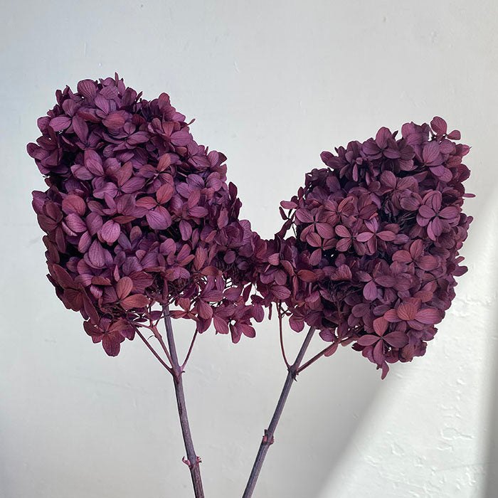 Preserved Hydrangeas paniculata, Burgundy Purple 50cm jewelry tool, Resin DIY, home decoration
