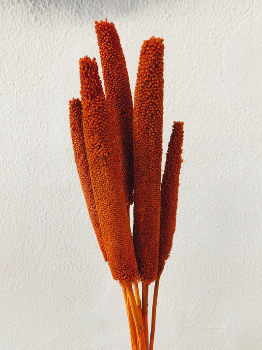 x10 stems Babala orange dark terracota, decoration interior