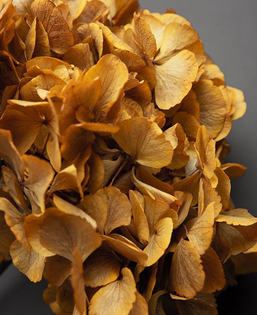 Big petal preserved hydrangea saffron color, Diy resin, jewelery, home decoration