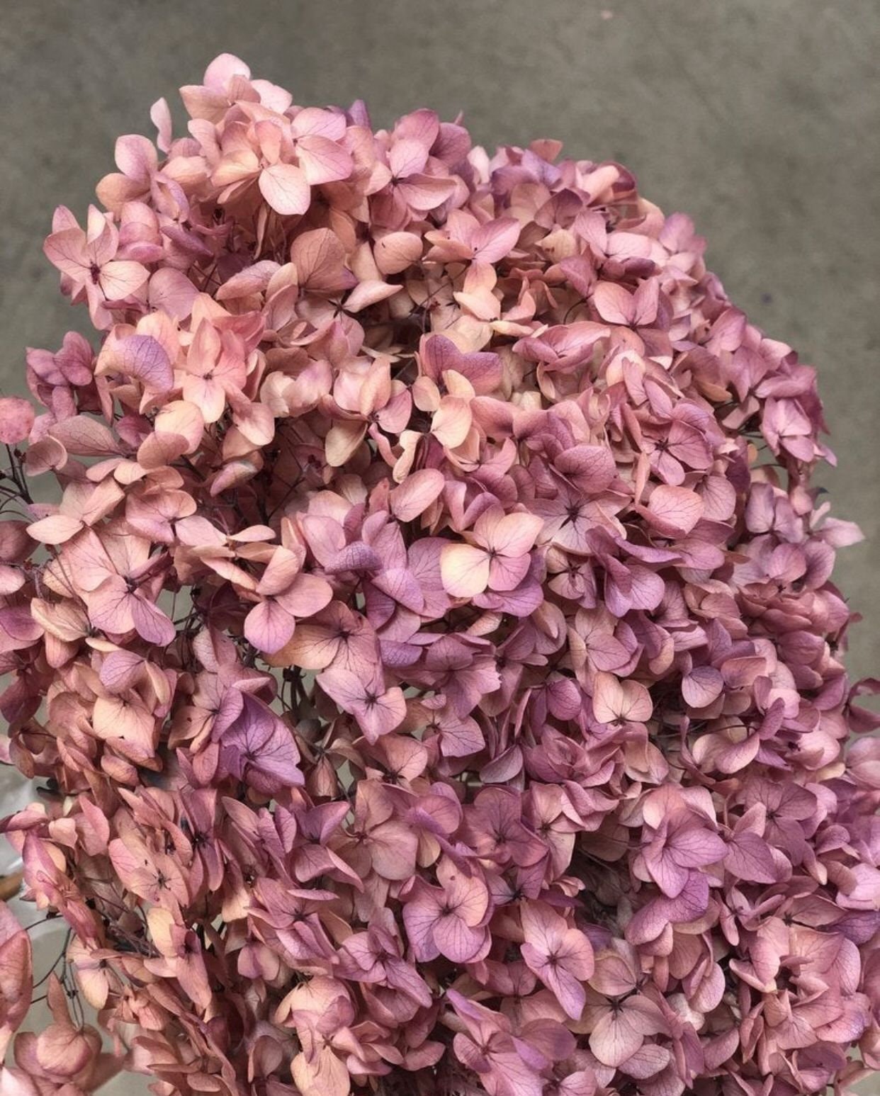 Preserved hydrangea big size D20cm pink purple