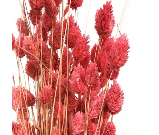 Dried Phalaris dark pink 100-120g, decoration, dried flower home decoration 60cm 100g per bunch