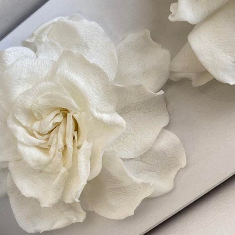 Preserved gardenia pack of 3 white pure real touch, preserved flower