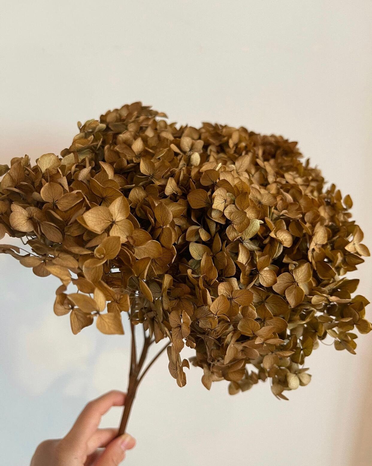 Preserved hydrangea mocha, brown color, DYI resin, home decoration dimension 20-22cm home deco, decoration de mariage