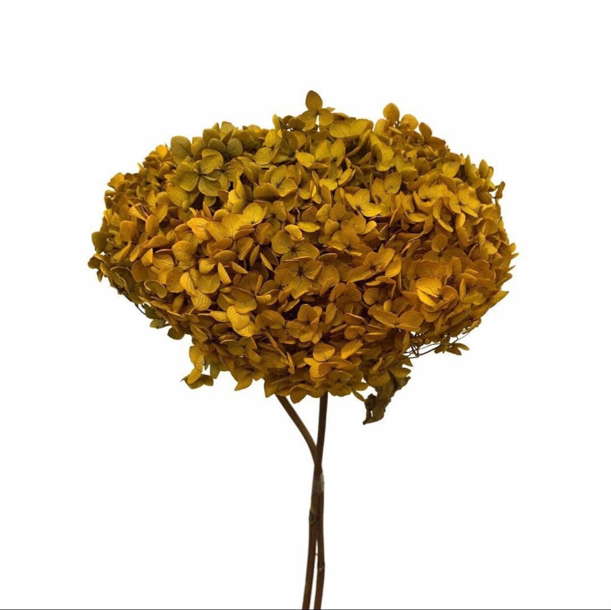 Preserved hydrangea mocha, brown color, DYI resin, home decoration dimension 20-22cm home deco, decoration de mariage