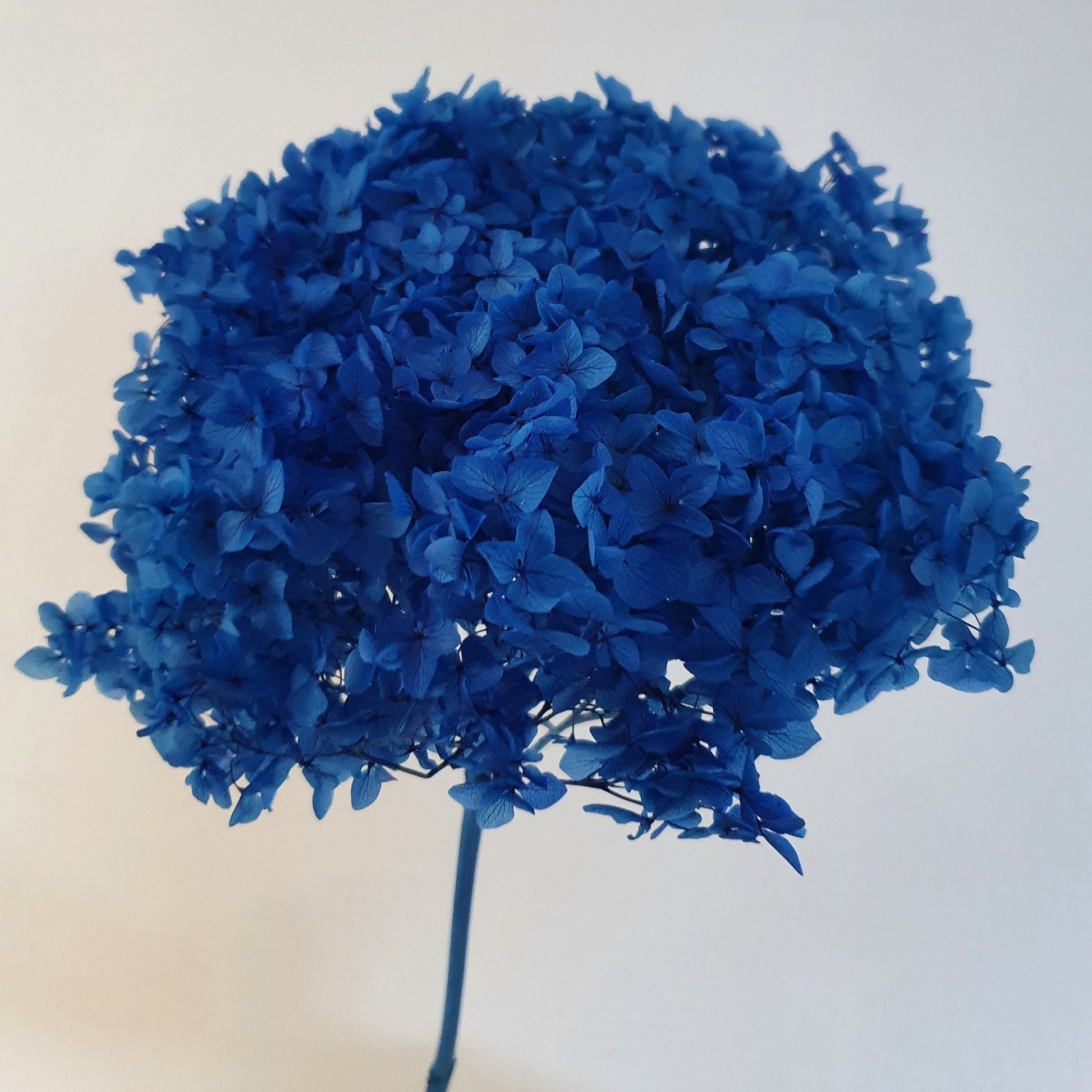 Big size Preserved hydrangea dark sky blue, hortensia, preserved flower, diameter 28cm