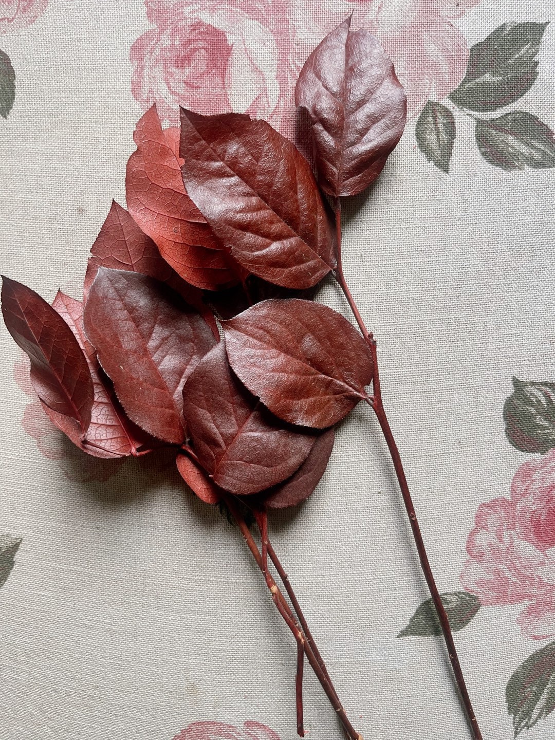 Red Salal preserved, preserved leave, greenery, wall decoration
