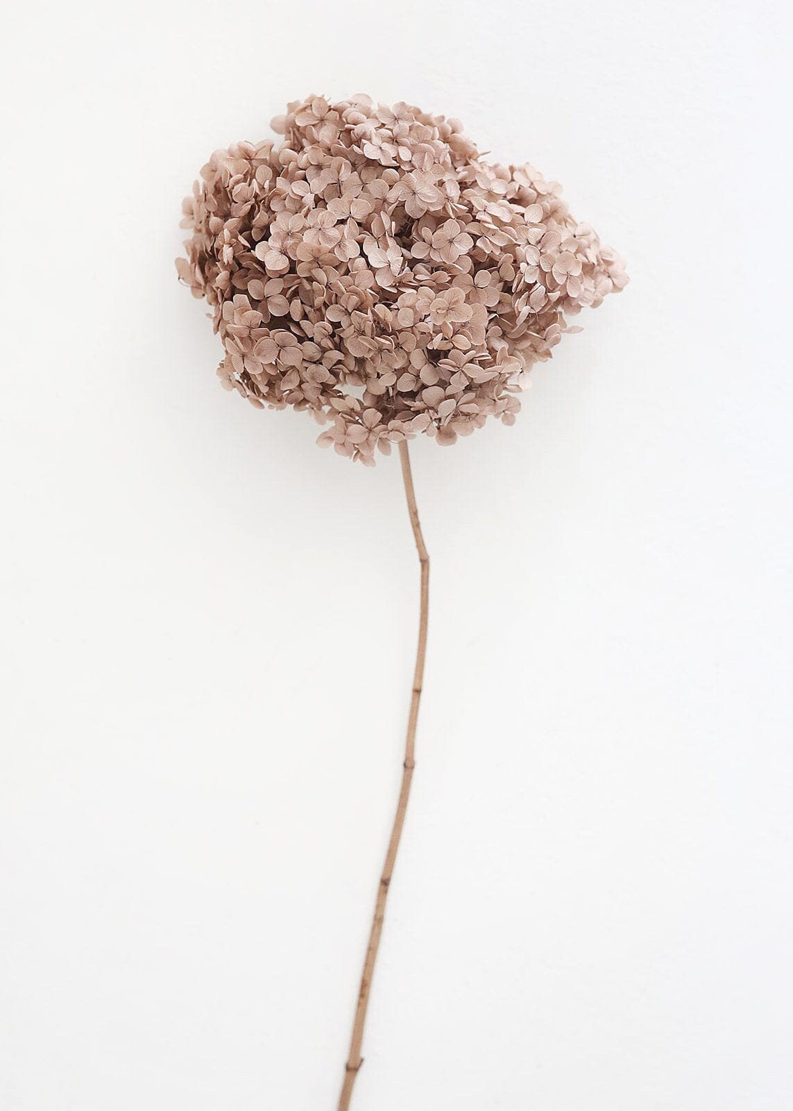 Preserved hydrangea khaki color, DYI resin, home decoration dimension 20-22cm