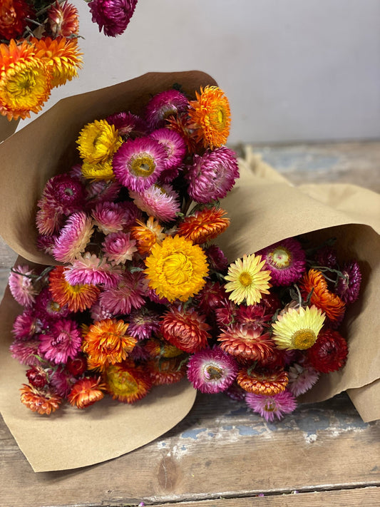 Dark pink purple Strawflowers, everlasting daisy dried flowers, chrysanthemum, immortelle 3oz bunch, rustic decoration