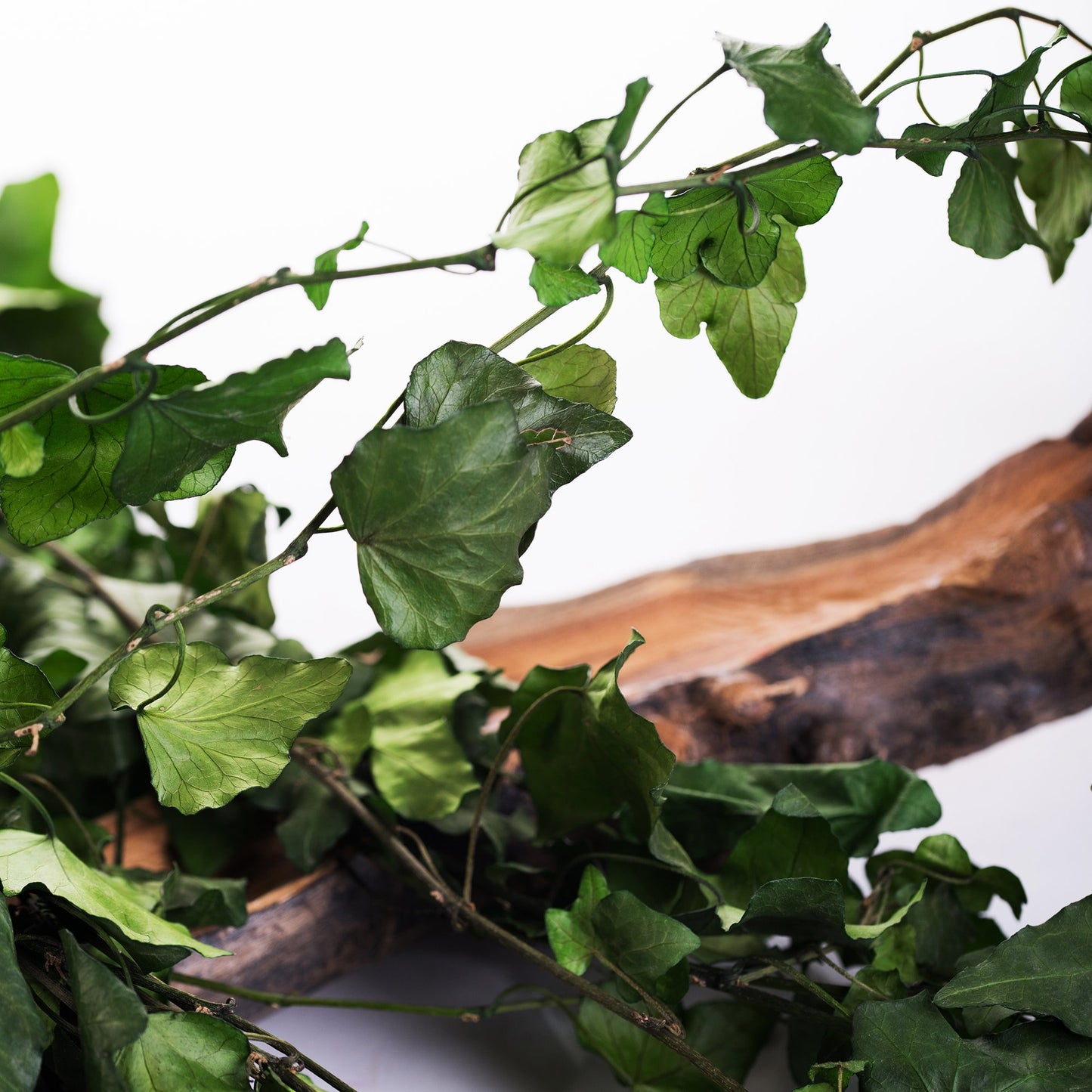 Hanging Preserved Ivy green climbing - hedera helix ivy- lierre tombant 70-90cm- wall decor - green garland - ceiling decoration