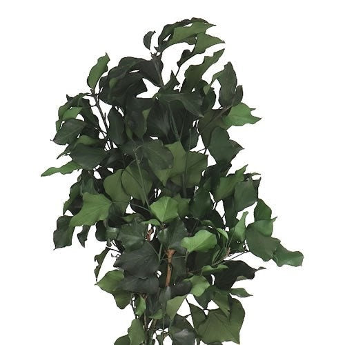 Preserved Ivy green, hanging decoration, wall interior decoration 40-50cm 100-120g/bunch