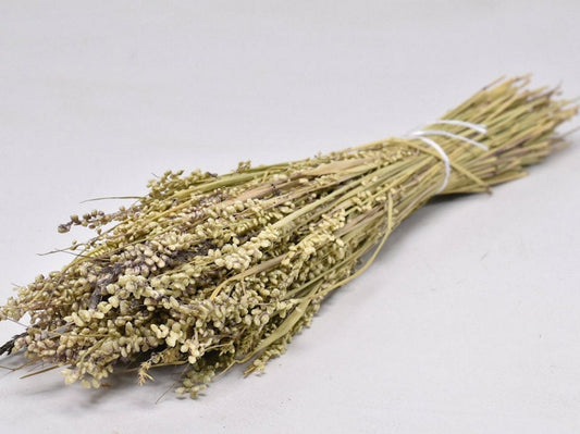 Briza minima naturel grass, quacking grass 100g/ bunch, dried flower