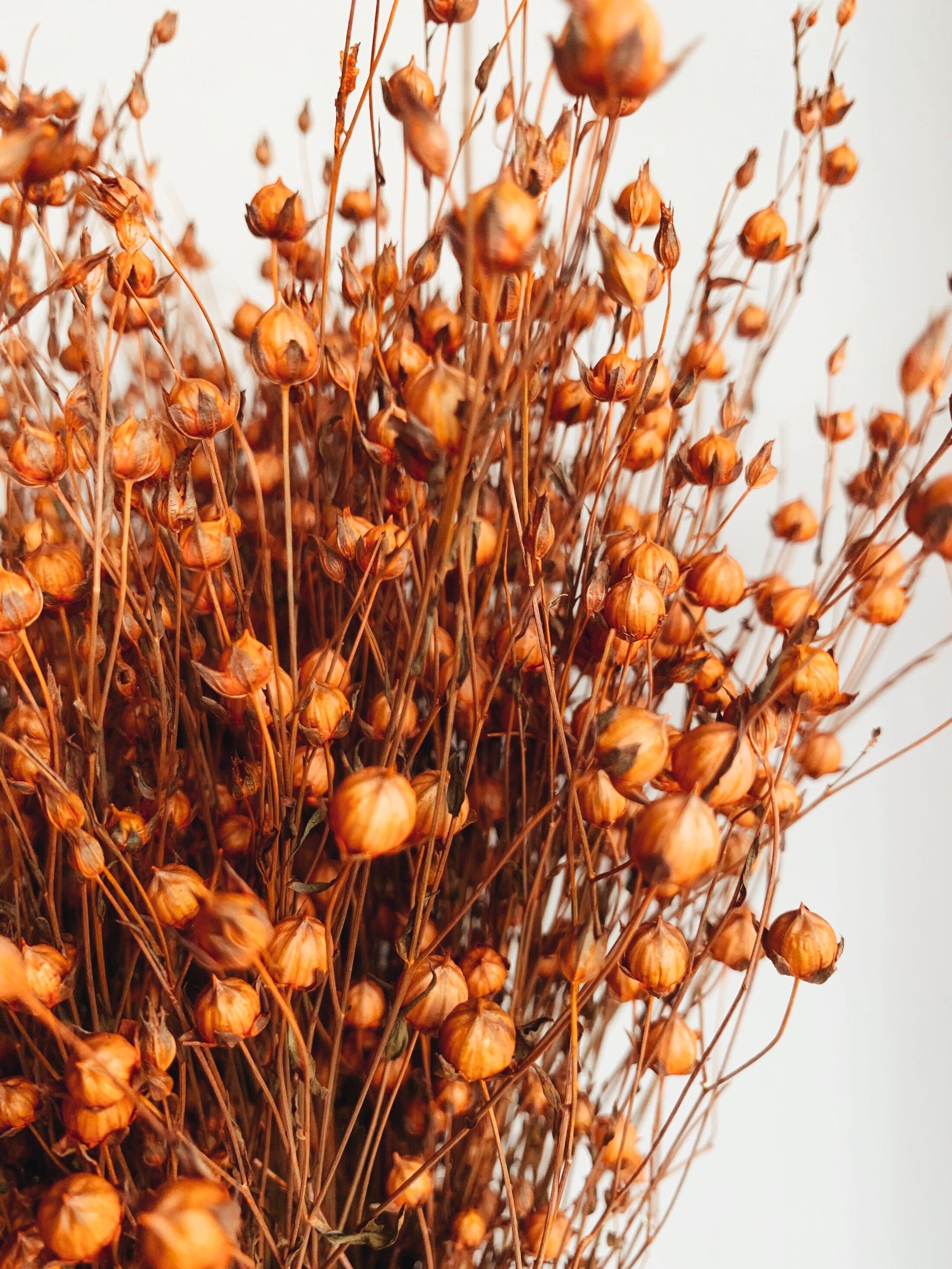 Flax linum, dried linum orange teinte bunch 90-100g