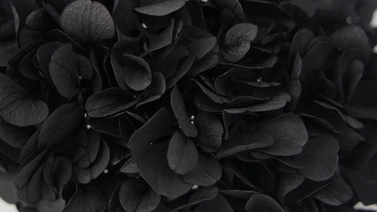Big petal preserved hydrangea Black color, Diy resin, jewelery, home decoration