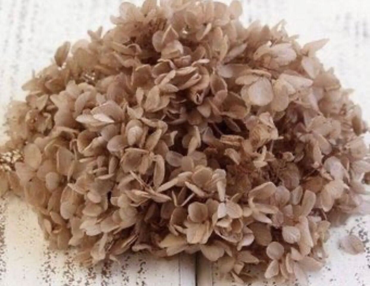 Preserved hydrangea khaki color, DYI resin, home decoration dimension 20-22cm