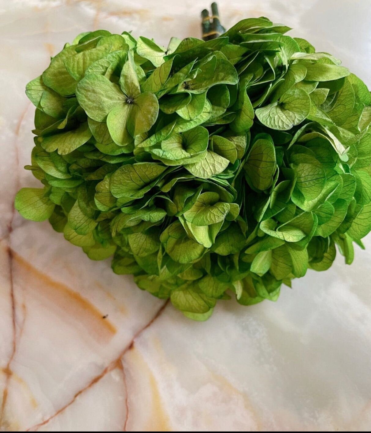 Big petal preserved hydrangea green, Diy resin, jewelery, home decoration