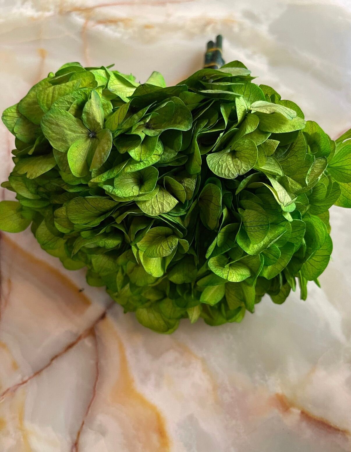 Big petal preserved hydrangea green, Diy resin, jewelery, home decoration