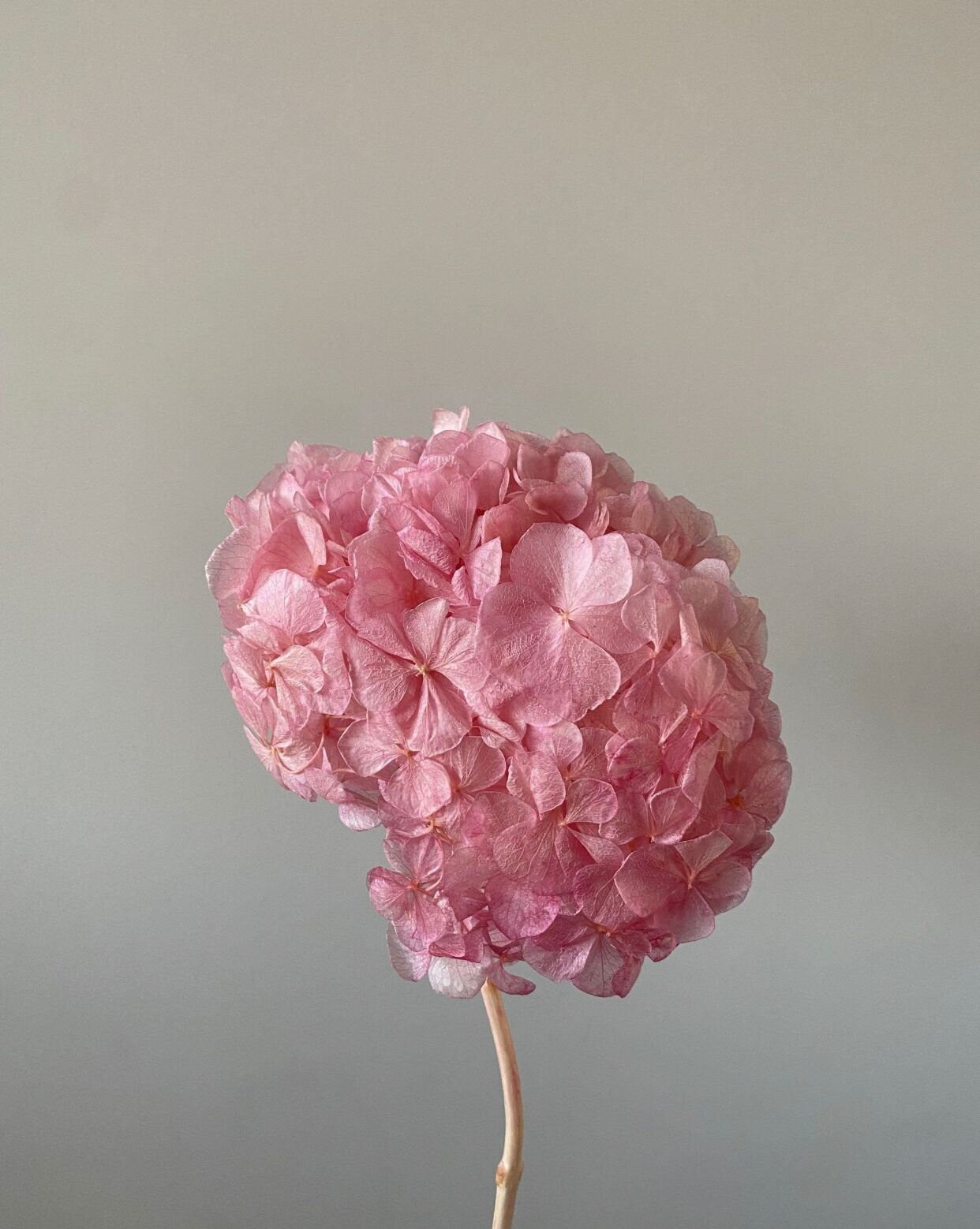 Sakura pink big petal preserved hydrangea, DIY jewelry, home decoration