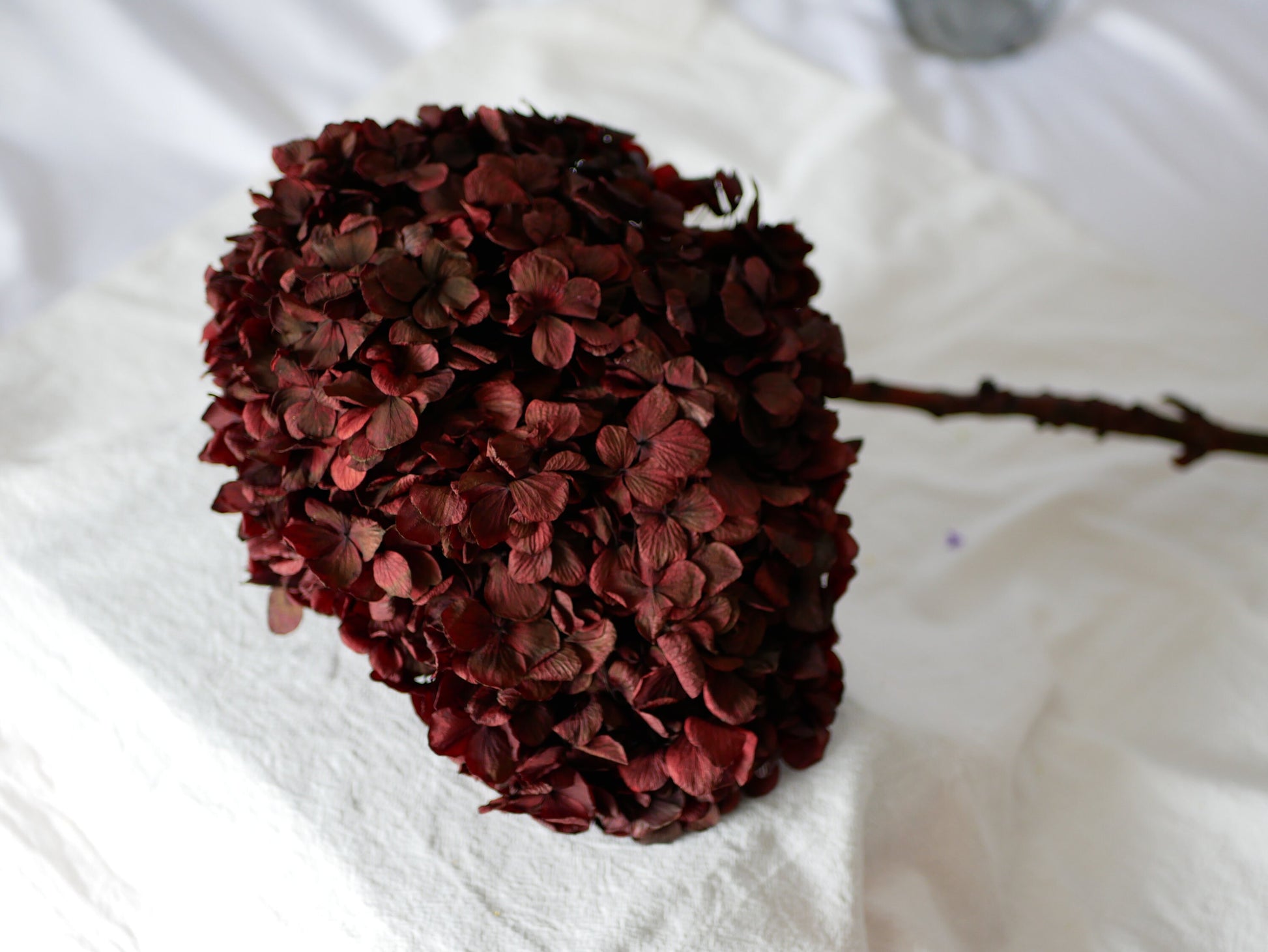 Big petal preserved hydrangea bordeaux red, Resin/Jewelry DIY, home decoration