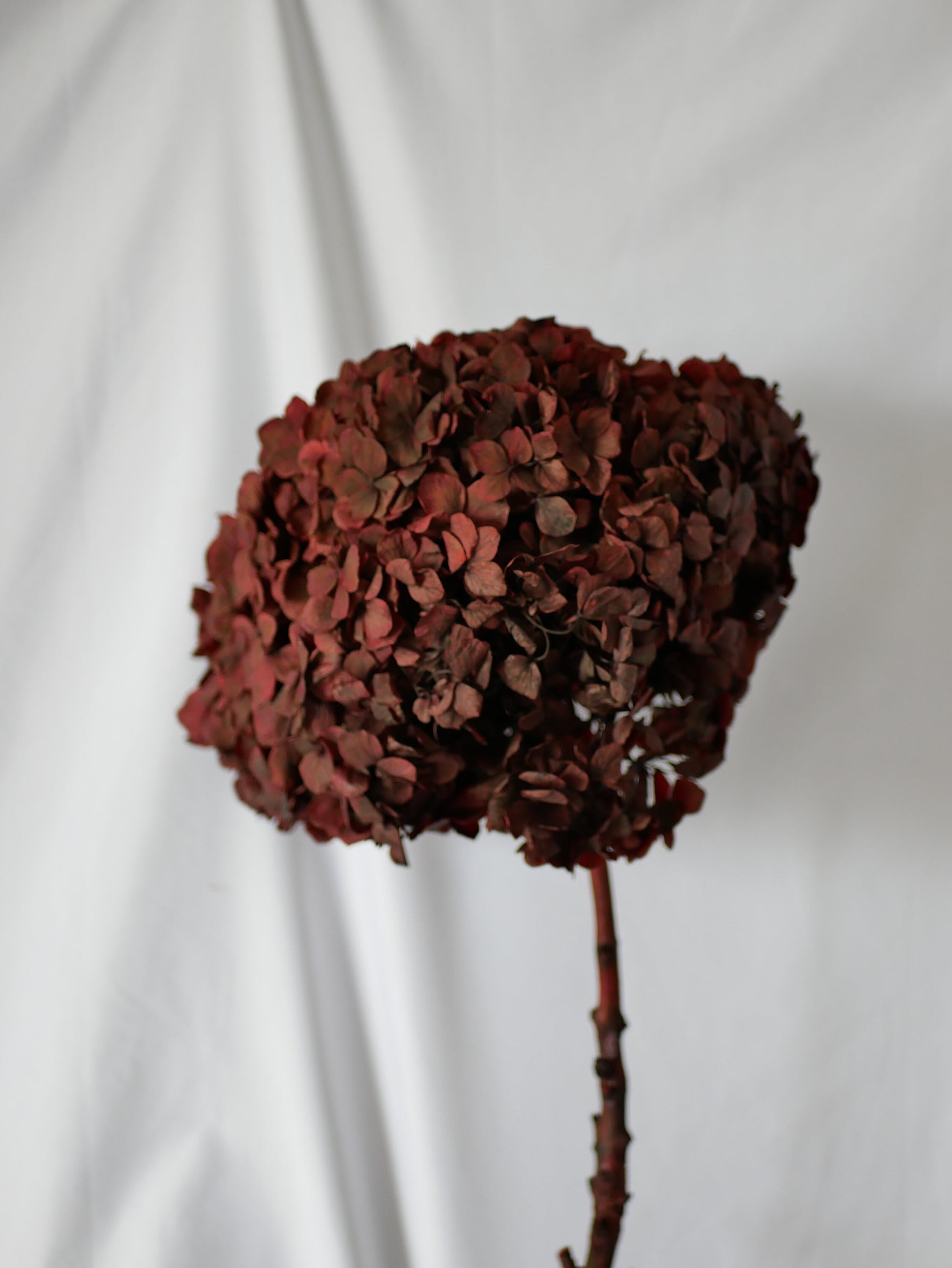 Big petal preserved hydrangea bordeaux red, Resin/Jewelry DIY, home decoration