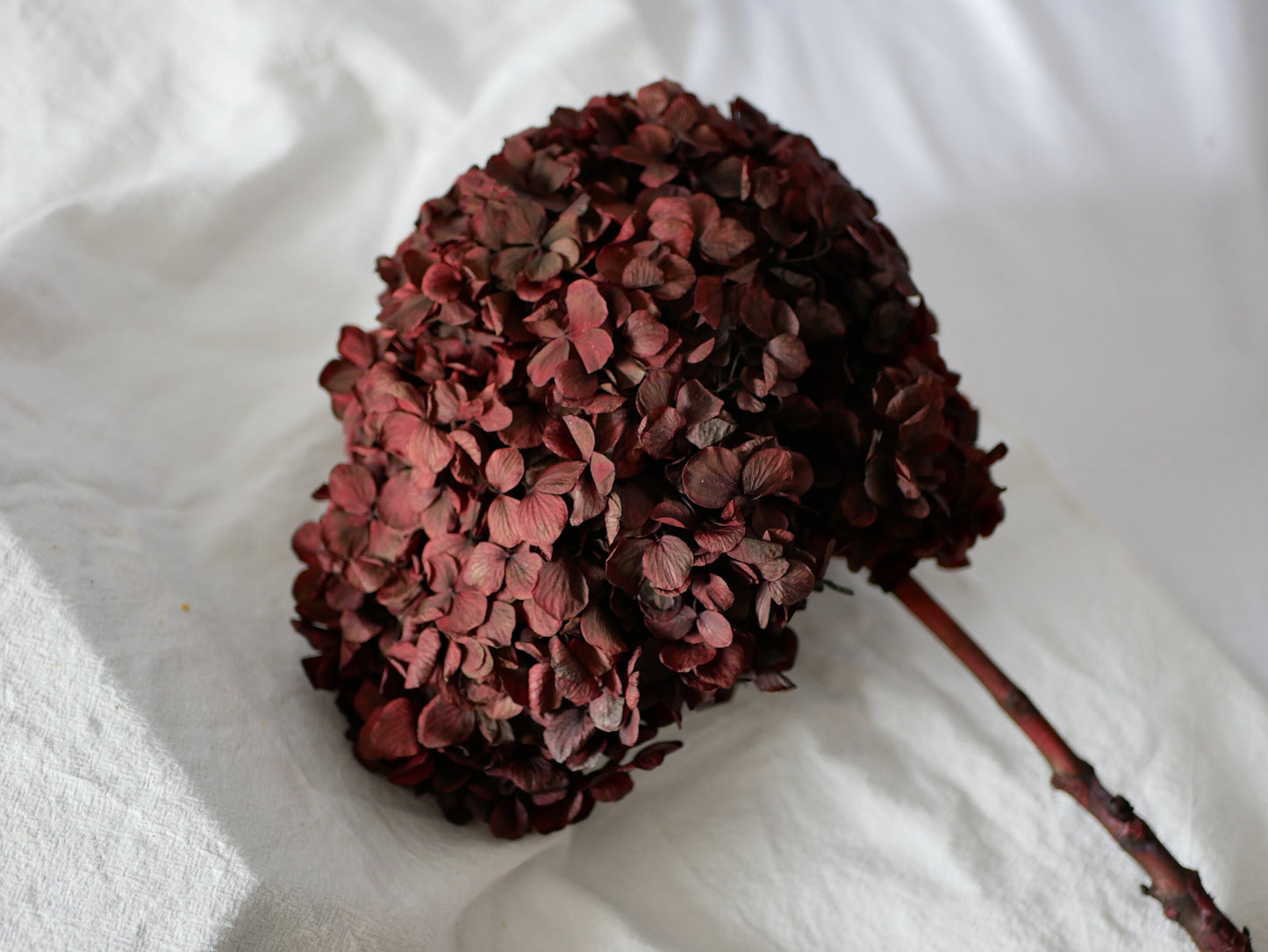 Big petal preserved hydrangea bordeaux red, Resin/Jewelry DIY, home decoration