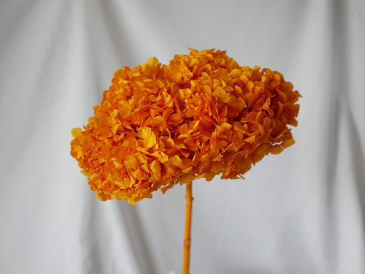 Big petal preserved hydrangea orange, Diy resin, jewelery, home decoration