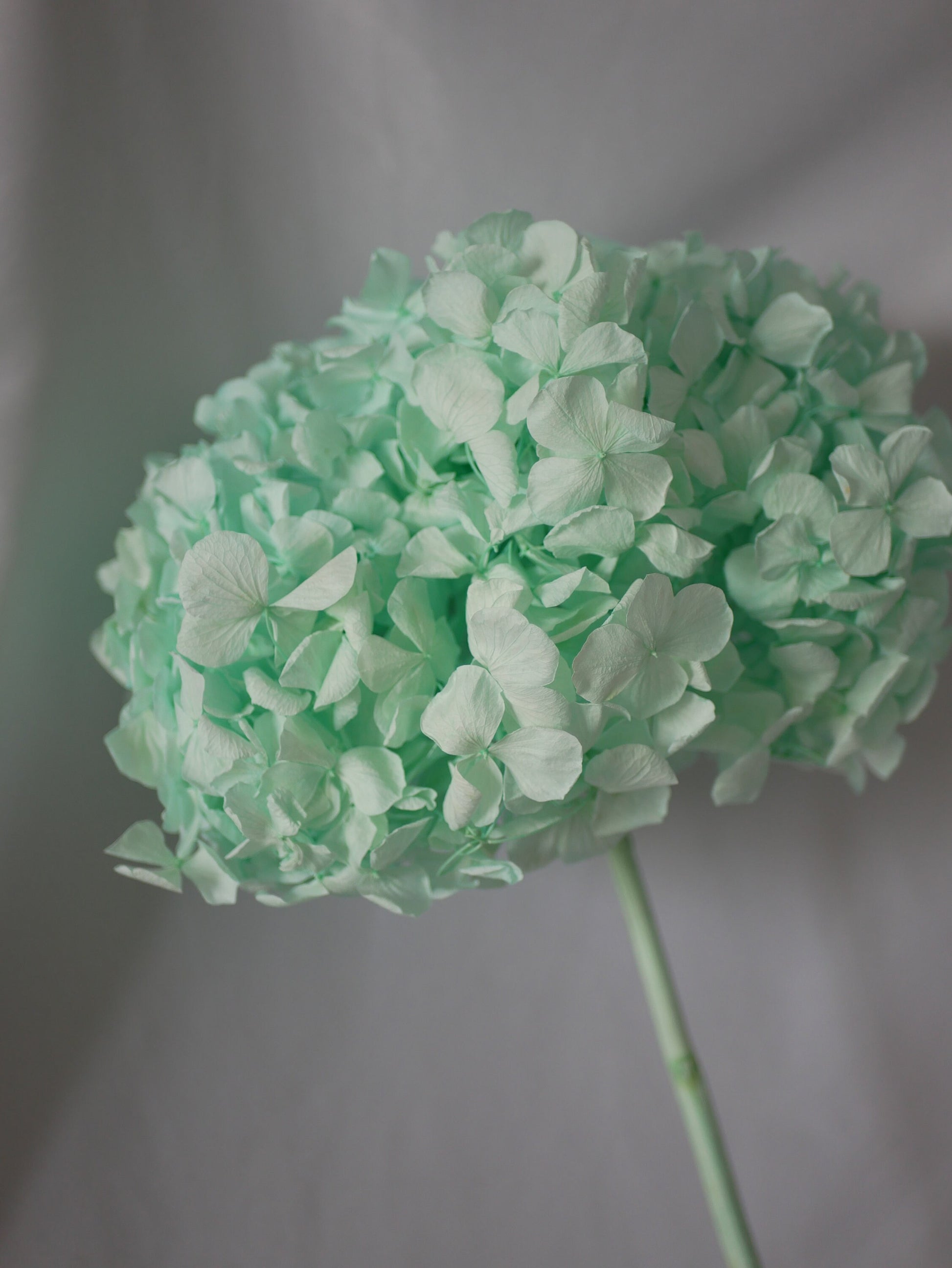 Big petal preserved hydrangea blue menthe Diy resin, jewelery, home decoration