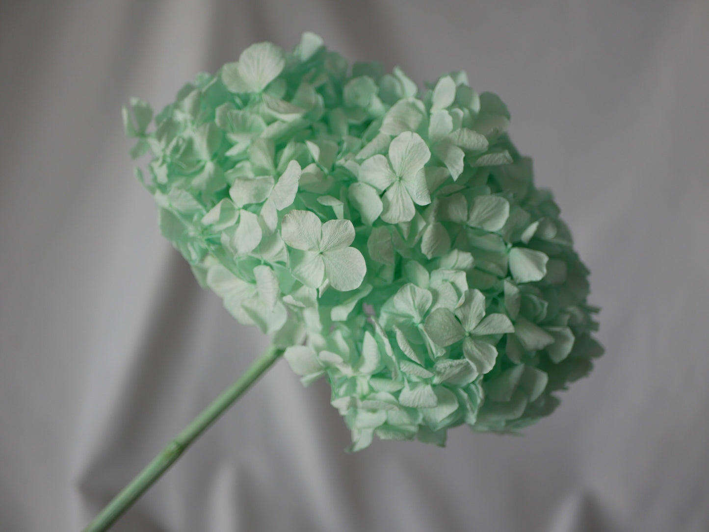 Big petal preserved hydrangea blue menthe Diy resin, jewelery, home decoration