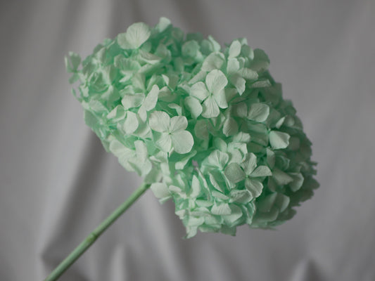 Big petal preserved hydrangea blue menthe Diy resin, jewelery, home decoration
