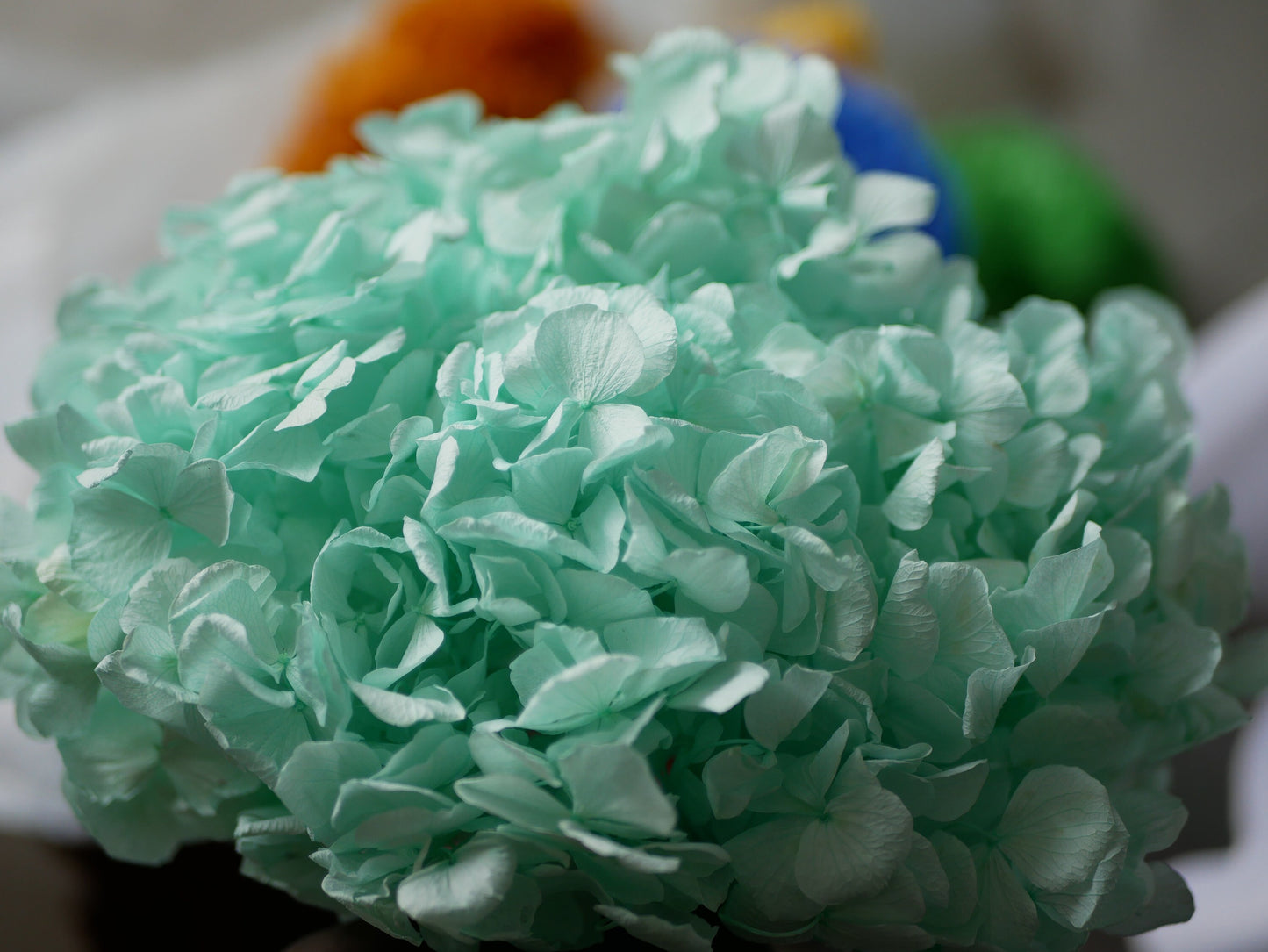 Big petal preserved hydrangea blue menthe Diy resin, jewelery, home decoration