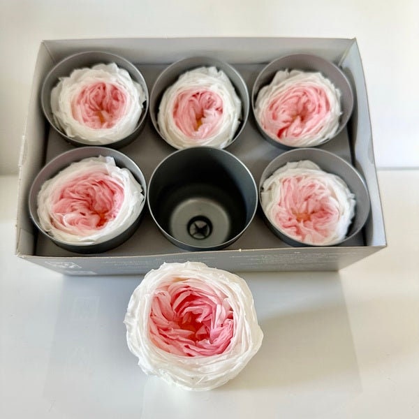 Pack of 6 Preserved English rose peony blanc mix pink pastel gradient, rose Augustine, decoration de mariage