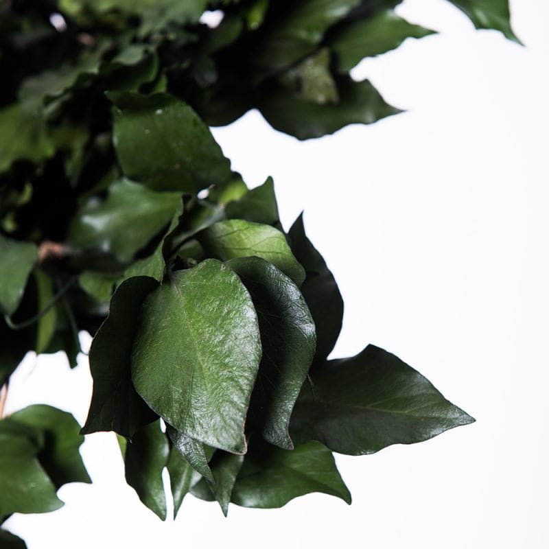 Long Ivy hederer green preserved, hanging decoration, wall interior decoration 80-90cm