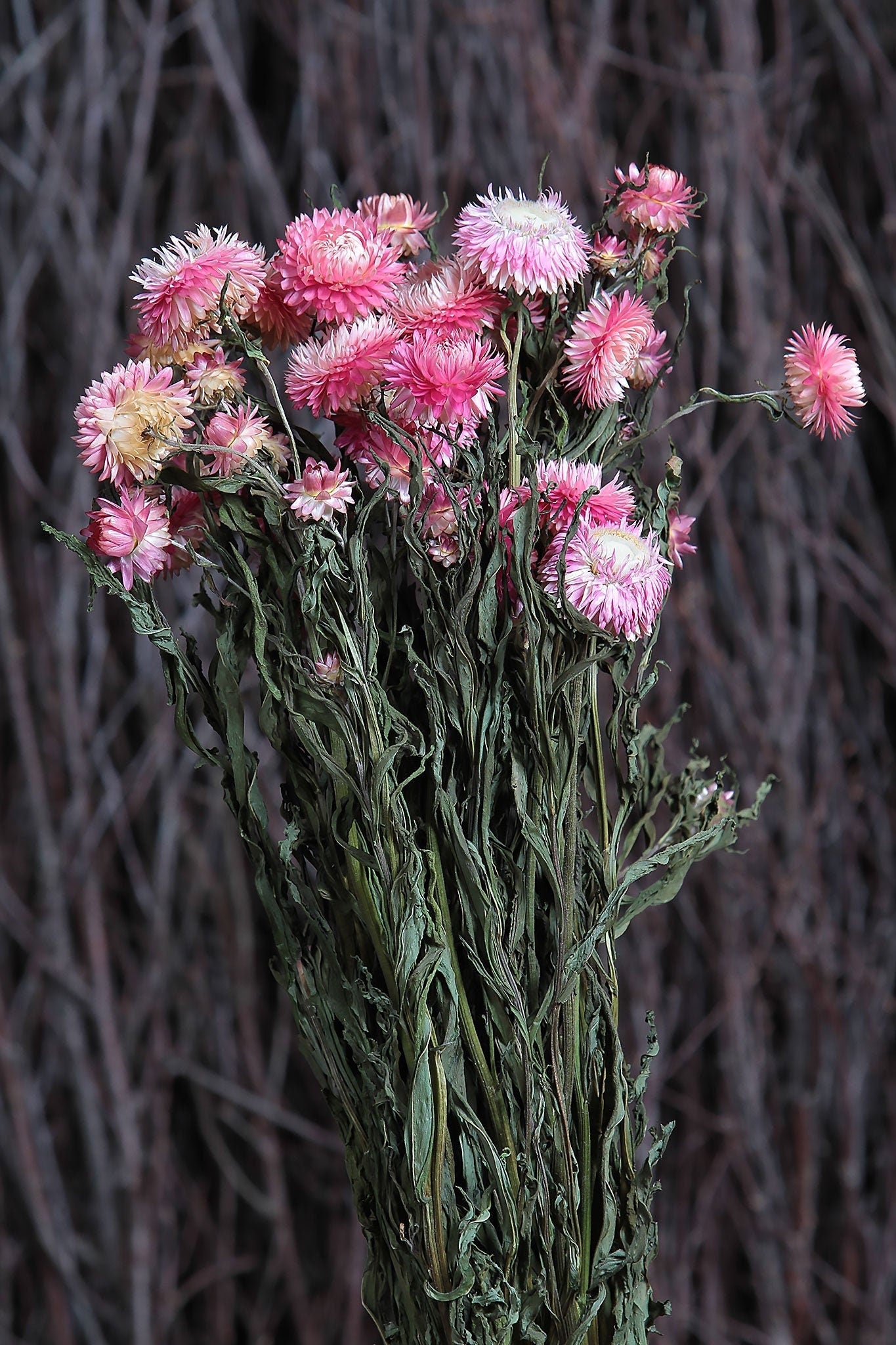 Pink Strawflowers, light/dark pink strawflowers, pink dried flowers, chrysanthemum, immortelle 3oz bunch, rustic decoration