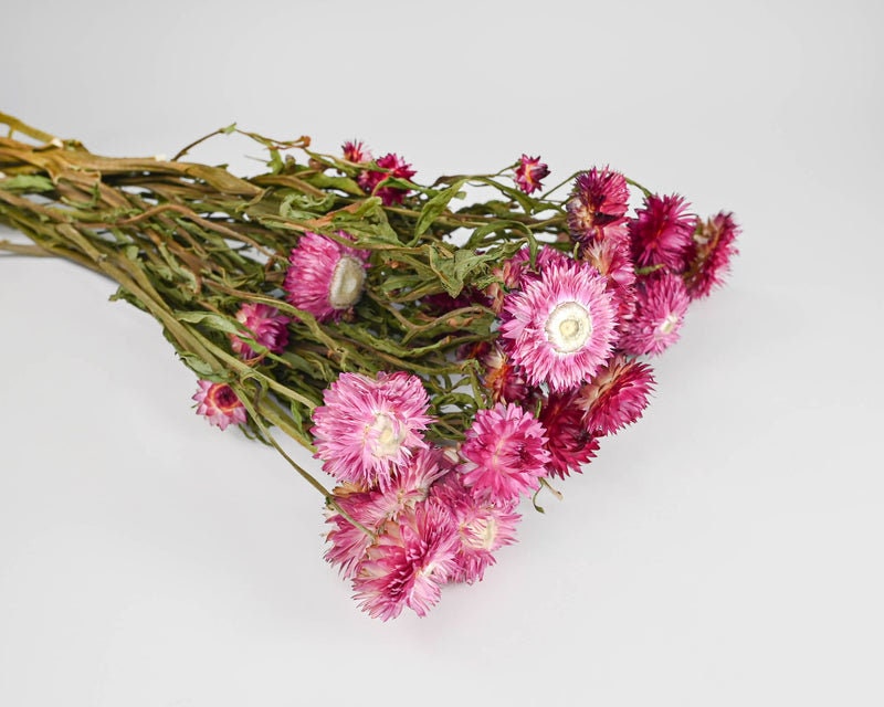 Pink Strawflowers, light/dark pink strawflowers, pink dried flowers, chrysanthemum, immortelle 3oz bunch, rustic decoration